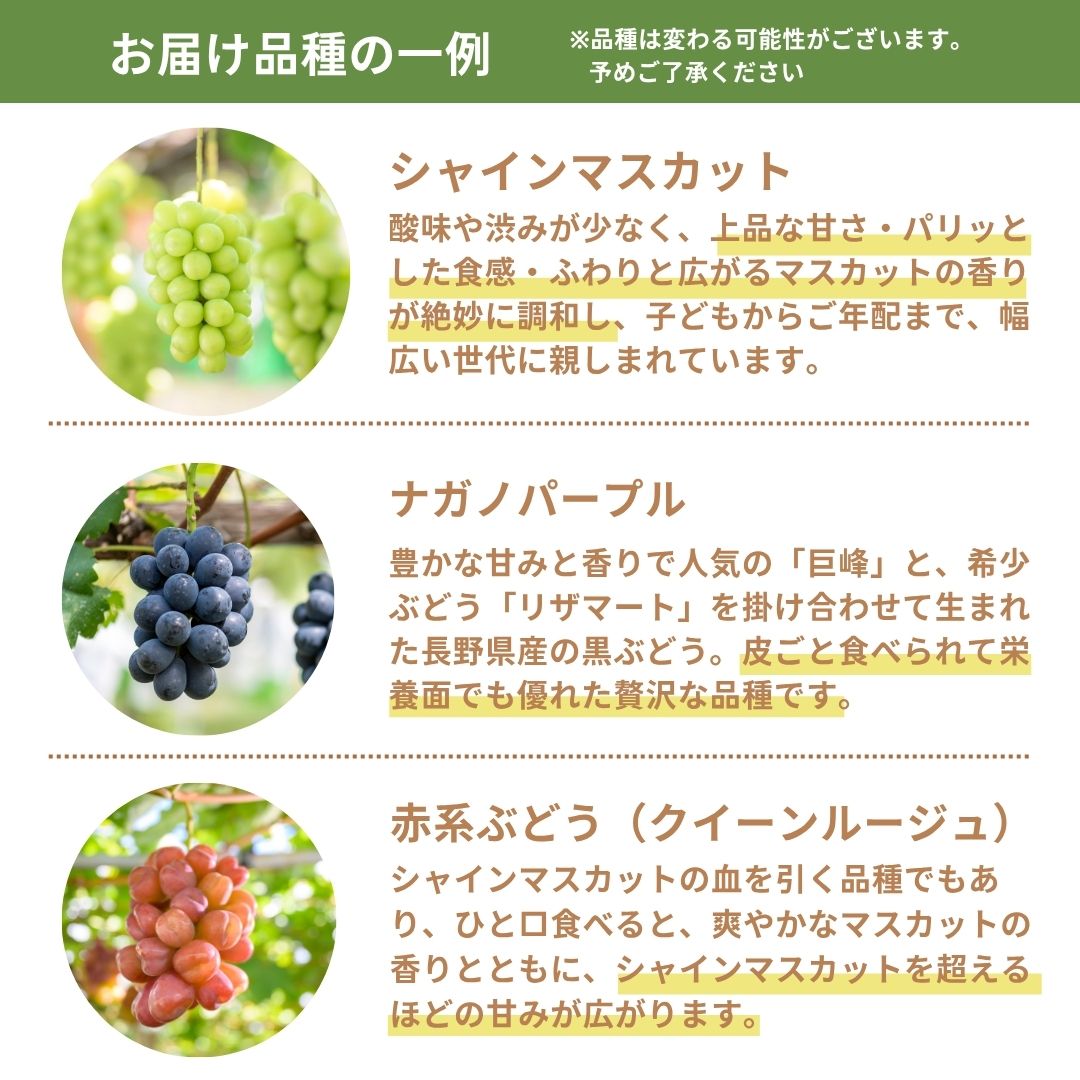 【送料無料・ぶどう3種食べ比べ】まるで宝石箱!贅沢なぶどう3種詰合せセット
