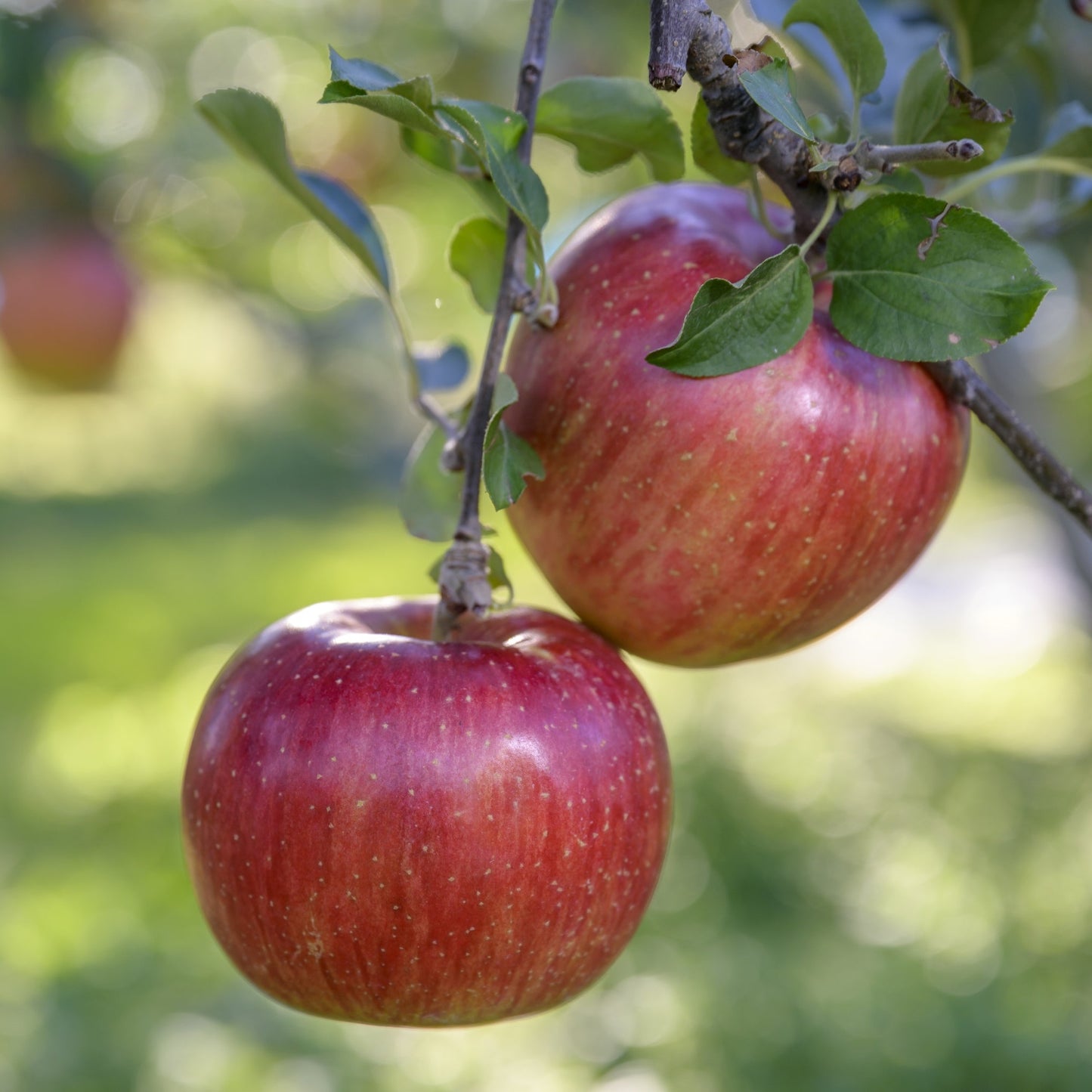 サンふじ(訳あり家庭用)約5kg