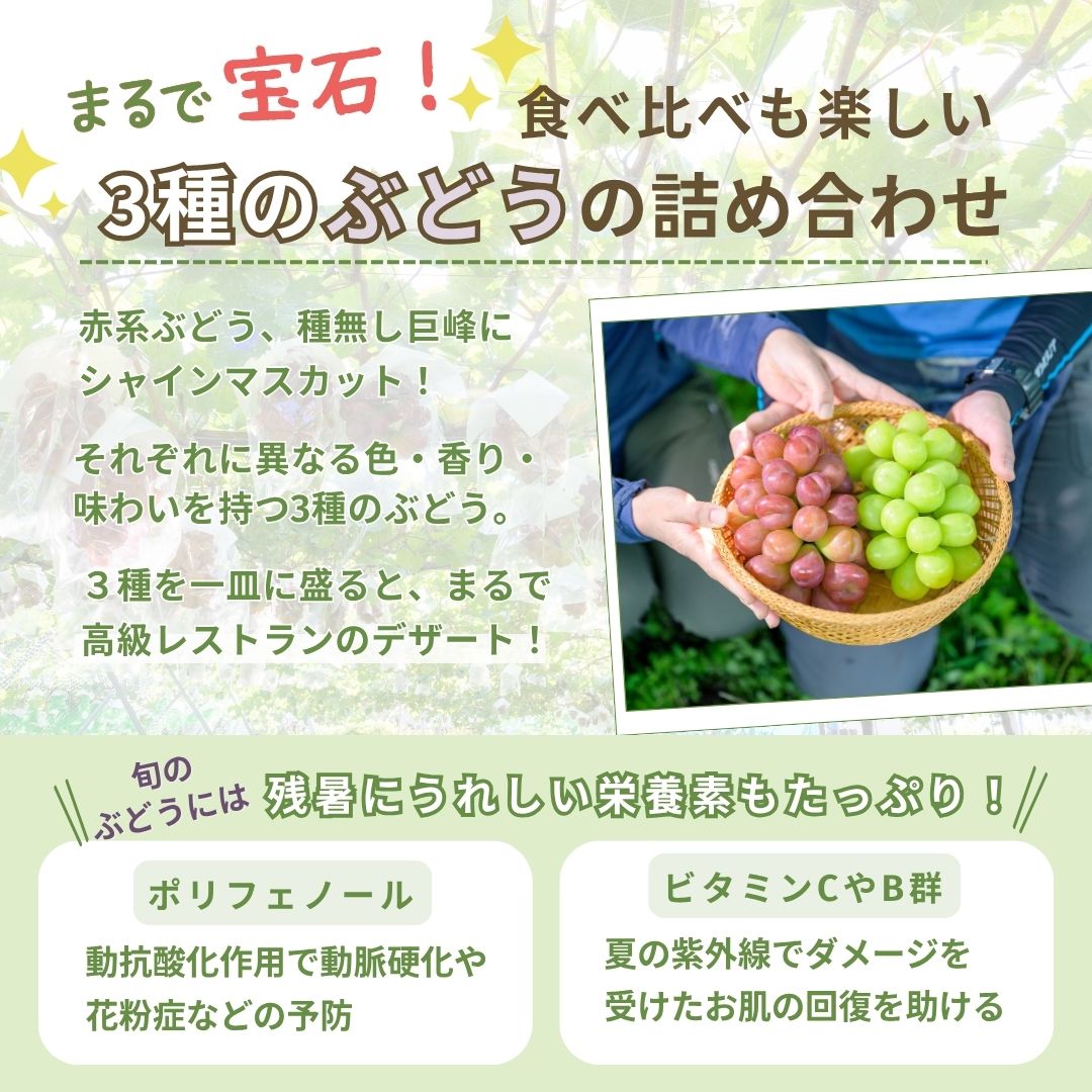 【送料無料・ぶどう3種食べ比べ】まるで宝石箱!贅沢なぶどう3種詰合せセット