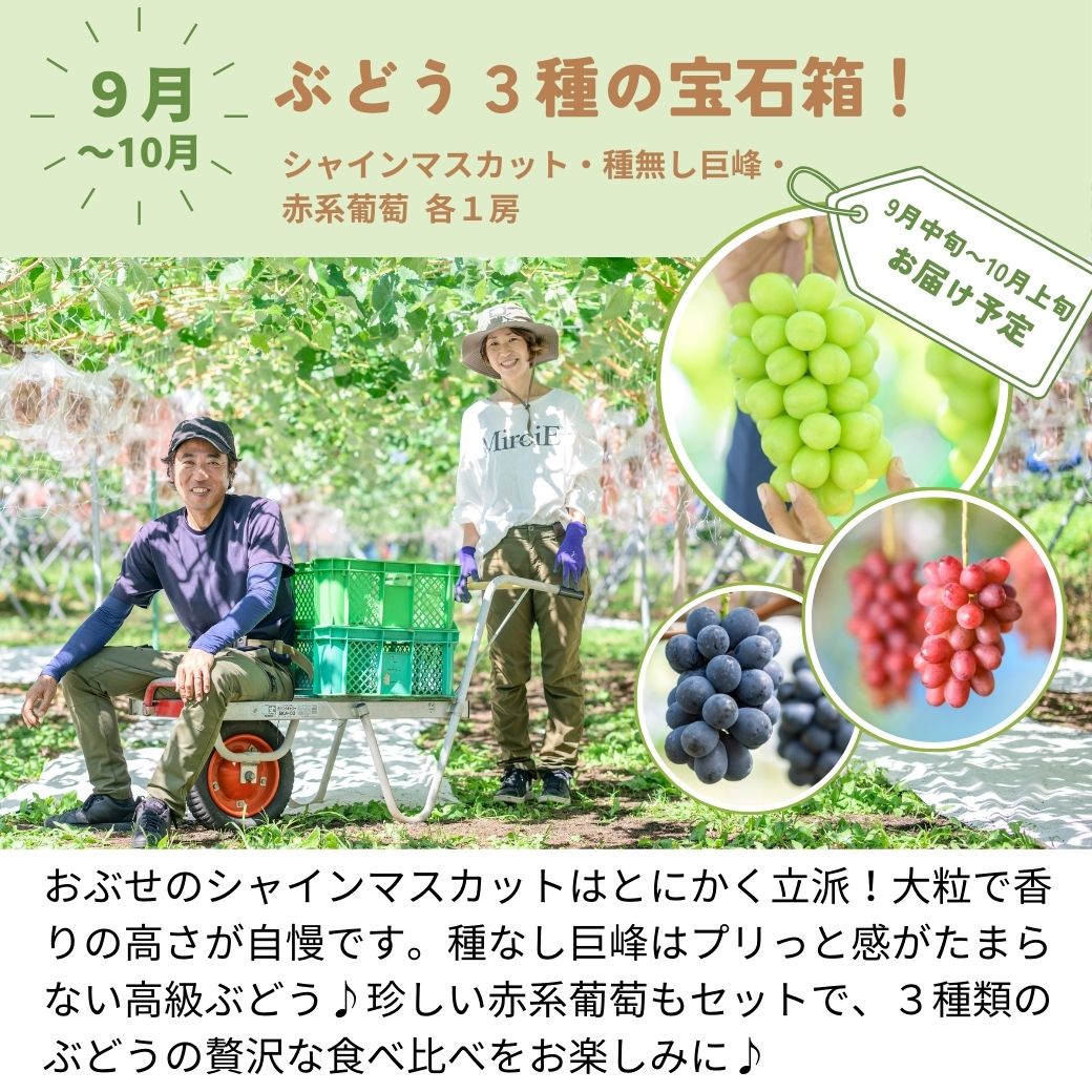旬の定期便【5回お届け】旬のフルーツをおいしくお得に食べ比べ♪