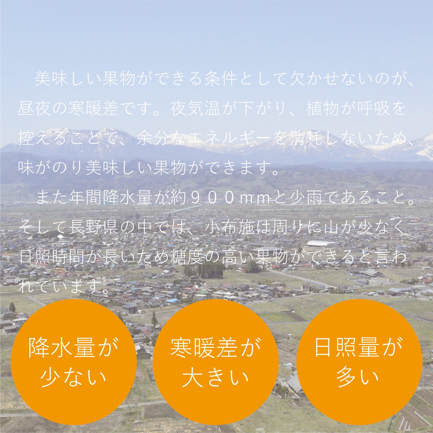 川中島白桃 約3kg