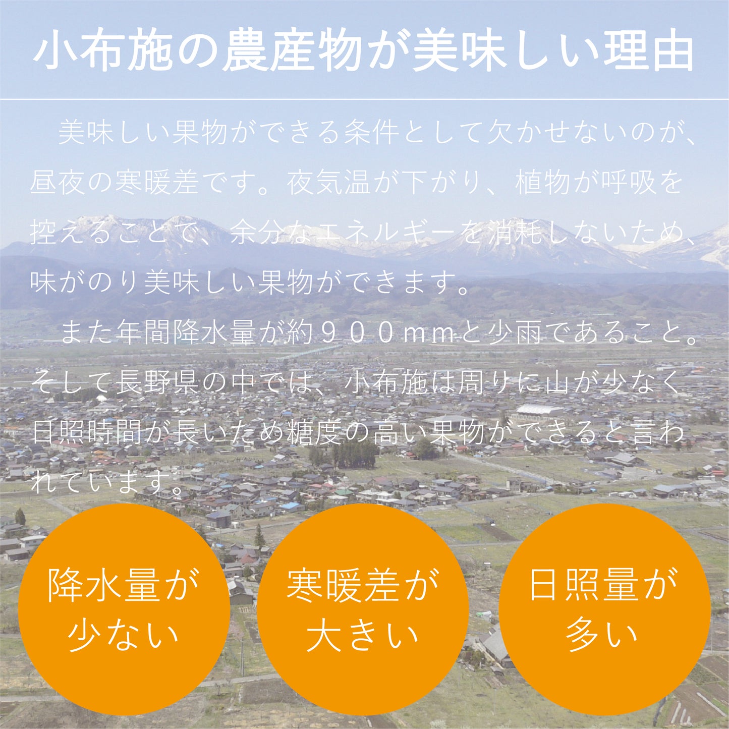 旬の生プルーン 約0.8kg【送料無料】