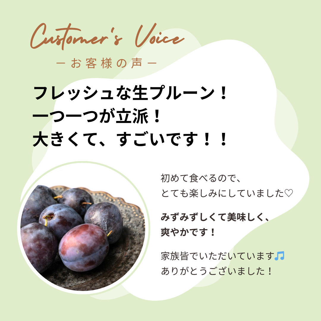 旬の生プルーン 約0.8kg