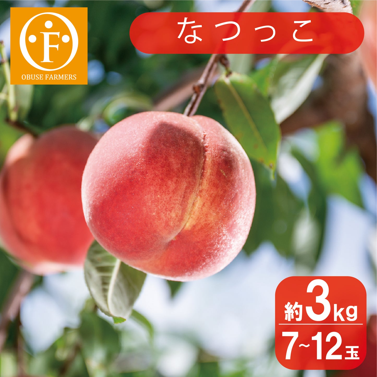 なつっこ(白桃) 約3kg