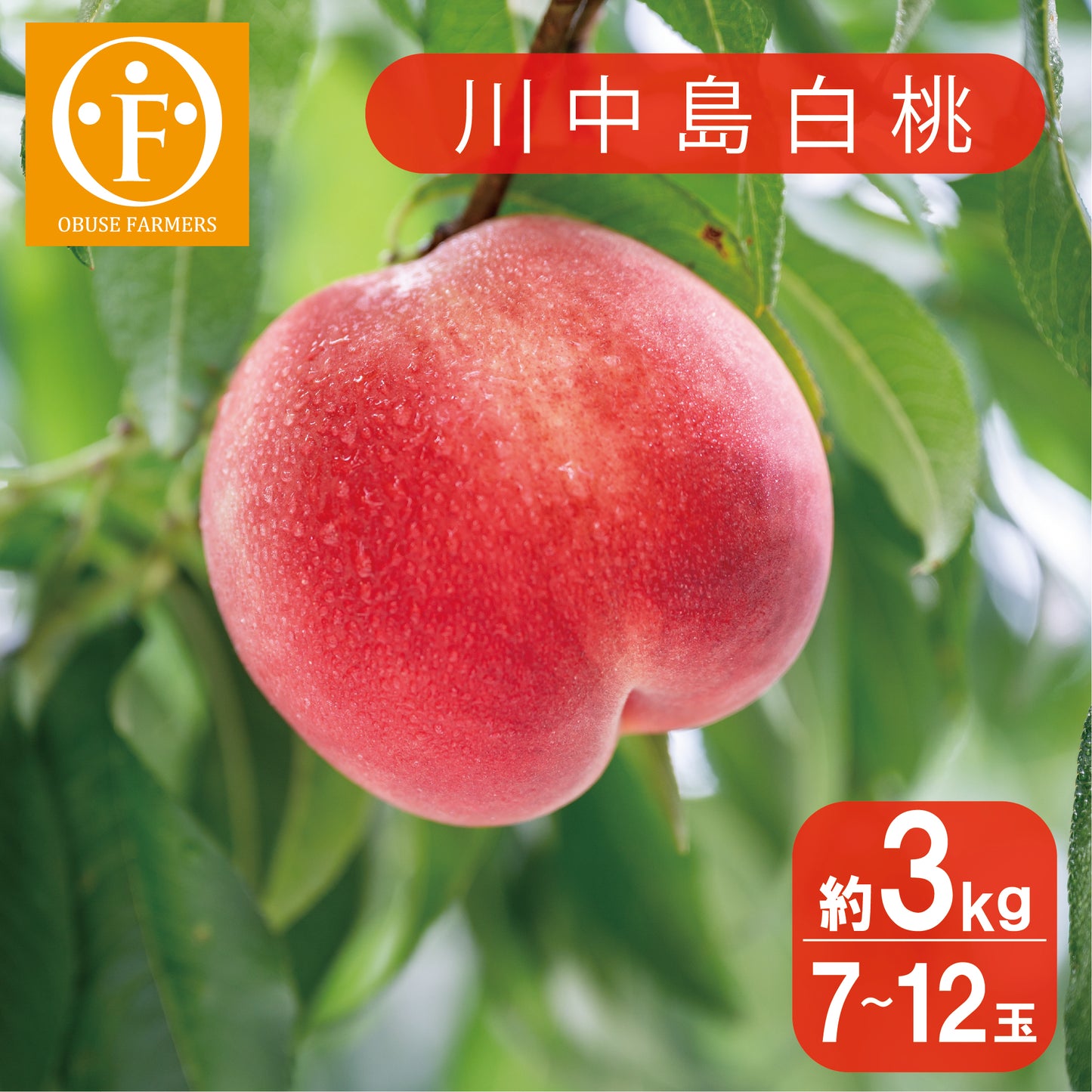 川中島白桃 約3kg
