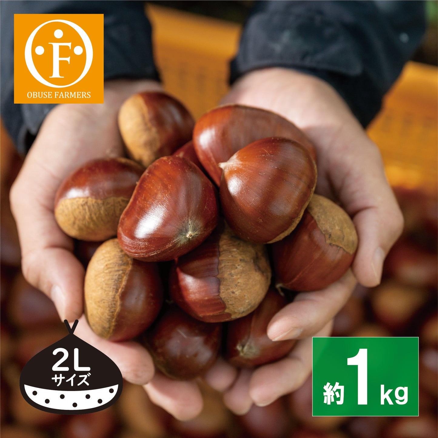 小布施町産 無燻蒸小布施栗 1kg 【送料無料】