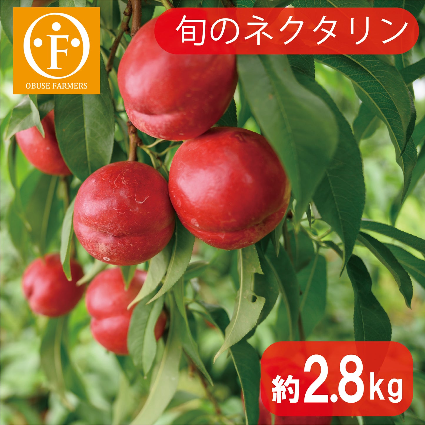 旬のネクタリン 約2.6kg