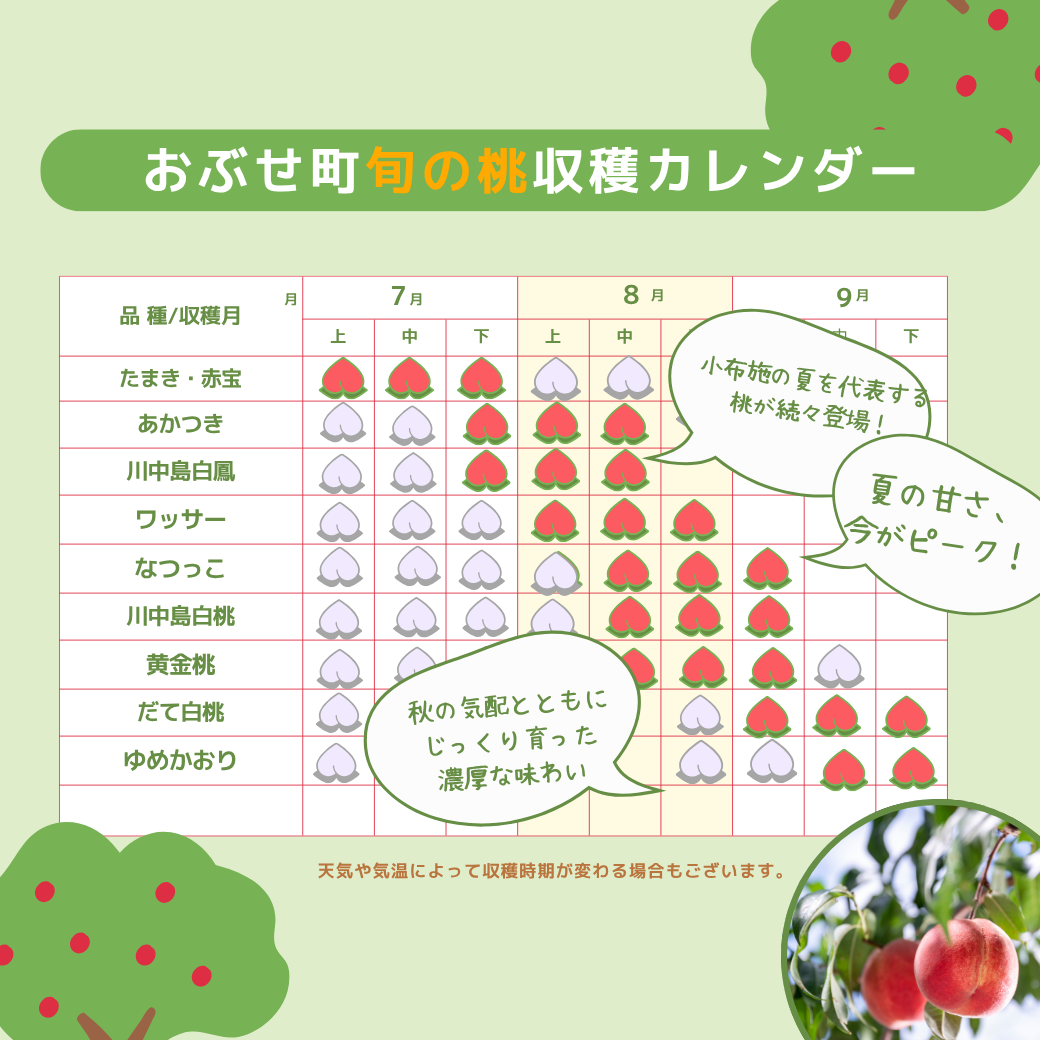 季節の桃　約2kg