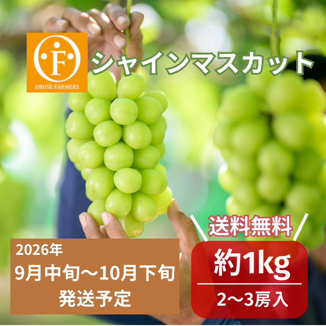 シャインマスカット  約1kg　【送料無料】