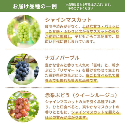 【送料無料・ぶどう3種食べ比べ】まるで宝石箱!贅沢なぶどう3種詰合せセット