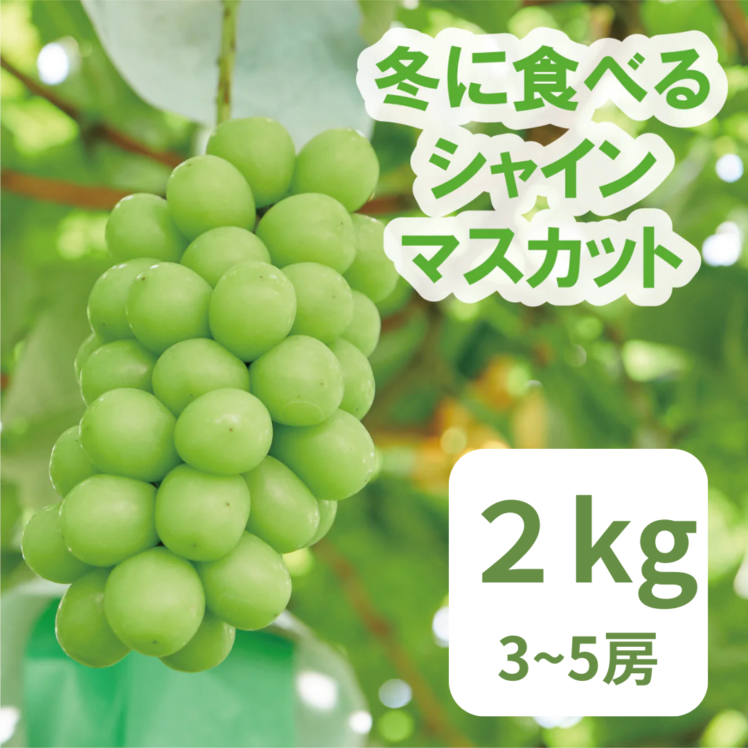 冬に食べるシャインマスカット　約2kg　3～4房入