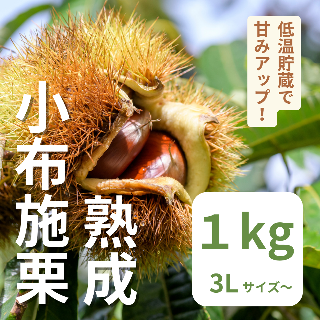 熟成小布施栗 約１kg（３L以上の特大サイズ）