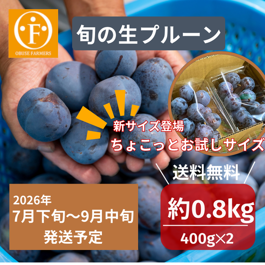 旬の生プルーン 約0.8kg【送料無料】