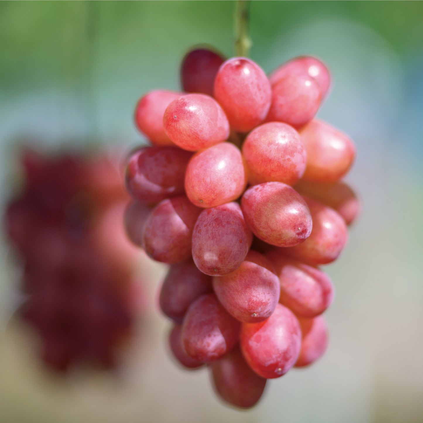 シャインマスカット＆クイーンルージュ®詰合せ　約1kg（各1房入）【送料無料】