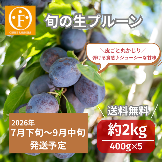 旬の生プルーン 約2kg【送料無料】＼レビュー高評価／
