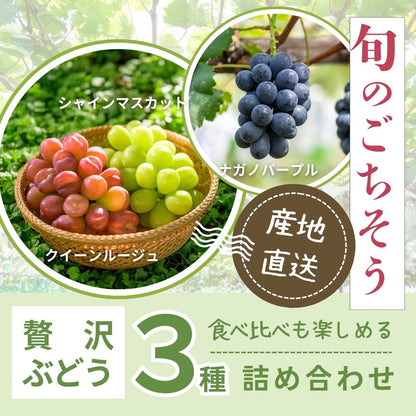 【送料無料・ぶどう3種食べ比べ】まるで宝石箱!贅沢なぶどう3種詰合せセット