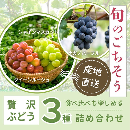 【送料無料・ぶどう3種食べ比べ】まるで宝石箱!贅沢なぶどう3種詰合せセット