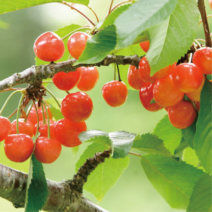 【数量限定】さくらんぼ　佐藤錦　約1kg【送料無料】