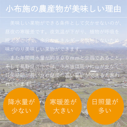 旬の生プルーン 約0.8kg
