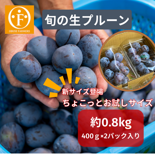 旬の生プルーン 約0.8kg