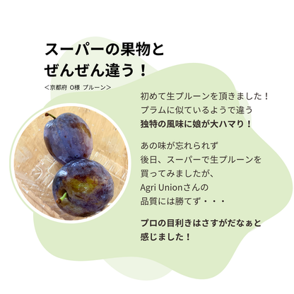 旬の生プルーン 約0.8kg