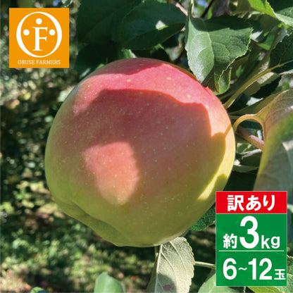 【信州小布施産】ぐんま名月（訳アリ家庭用）約3kg