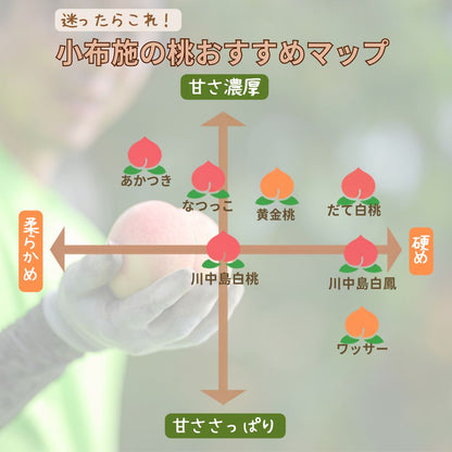 季節の桃　約2kg